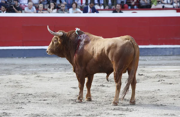 Arena içinde boğa — Stok fotoğraf