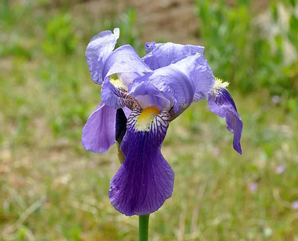 Detaylı Manzara Bahçedeki Mavi Çiçek Gladiolus — Stok fotoğraf