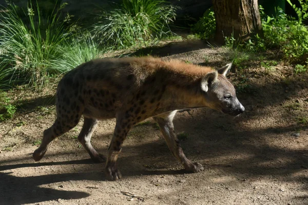 Hyena runs along the trail on a sunny day