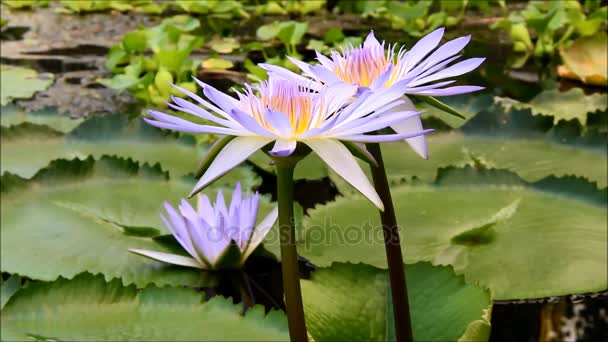 Ninfeia caerulea, lótus azul ou lírio azul em uma lagoa tranquila — Vídeo de Stock