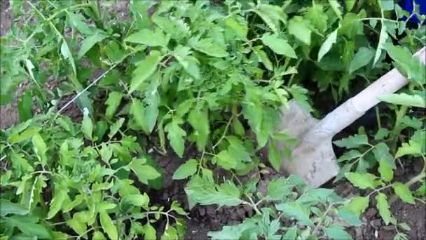 Hombre agricultor cavando un arbusto de tomate fuera de la tierra — Vídeos de Stock