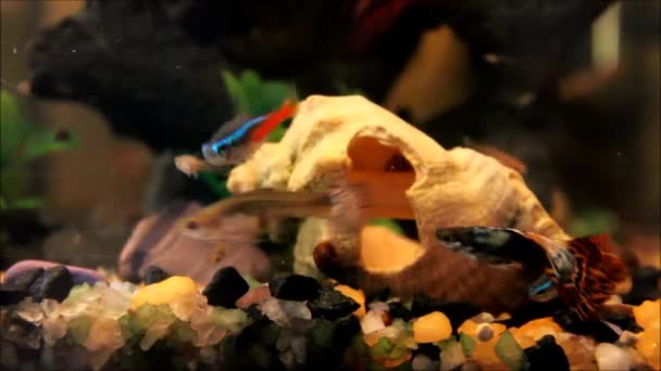 O macho Poecilia reticulata, o guppy, lentamente seguindo uma fêmea, com uma concha e outros peixes no fundo — Vídeo de Stock