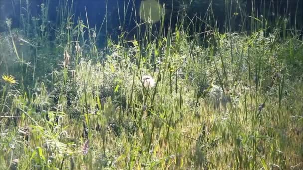 Tjockt gräs framför en skog med fläckar av morgonen solljus — Stockvideo