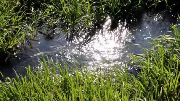Solen reflekteras i en ström vars stränder är övervuxna med unga vass — Stockvideo