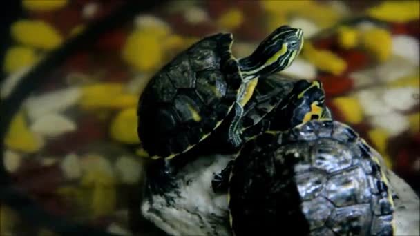 Baumteich-Schieberegler, trachemys scripta, sitzt auf einem Felsen, umgeben von flachem Wasser mit farbigen Kieselsteinen — Stockvideo