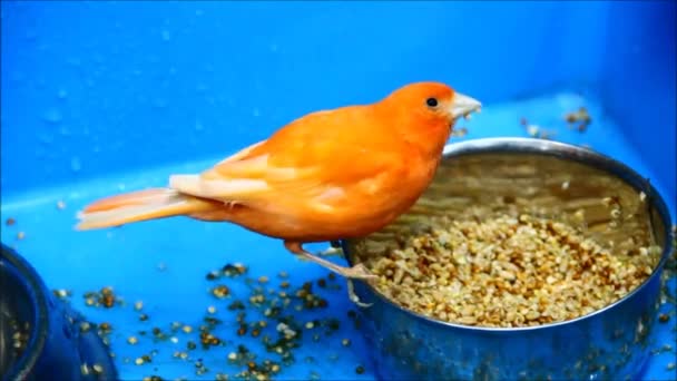 Kanárská, serinus canaria, klování kukuřice sedí na okraji podavačem — Stock video