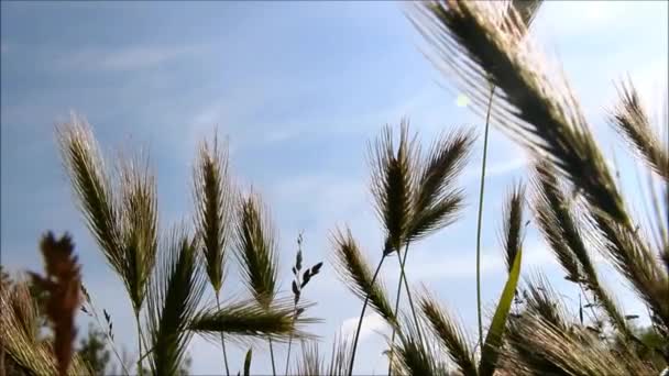Wild spikes sway against a blue sky background — Stock Video