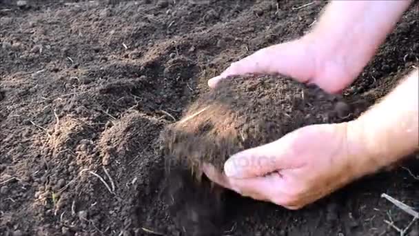 Egy férfi farmer, locsolás a talaj keresztül ujjak — Stock videók