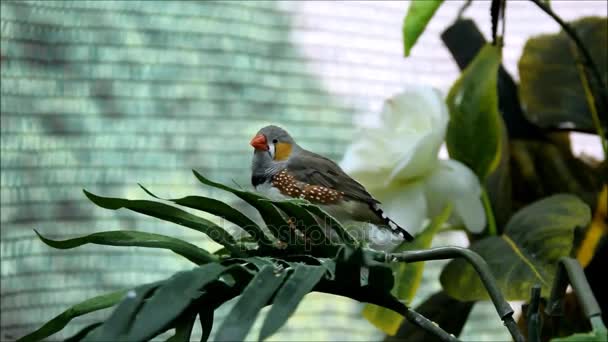 A zebra finch, taeniopygia guttata, sitting on a branch in a room with a net background — Stock Video