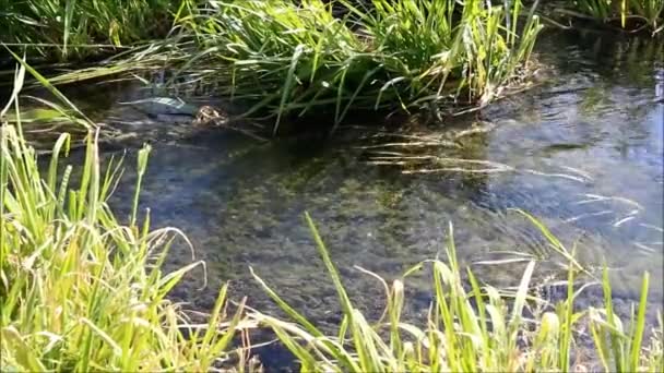 Een smalle rivier met helder water met een bodem die is begroeid met algen en dwarshelling door gras — Stockvideo