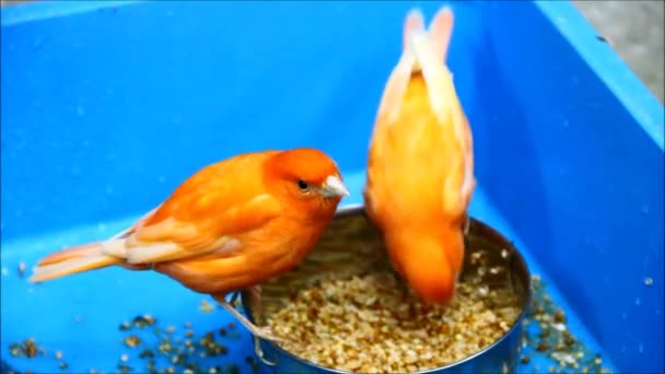 Canárias, serinus canaria, comendo grãos de uma tigela com fundo azul — Vídeo de Stock