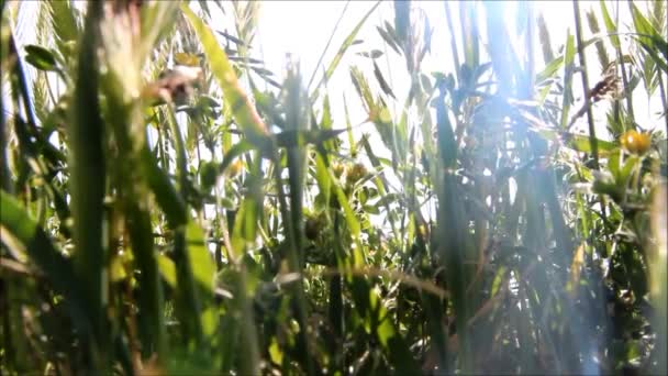 Solen skiner genom tjocka gräset stjälkar — Stockvideo