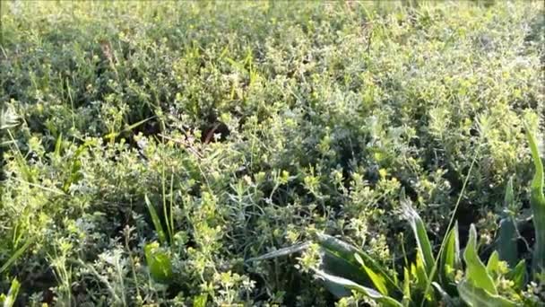 Berbagai tanaman herbal liar padat menutupi tanah — Stok Video