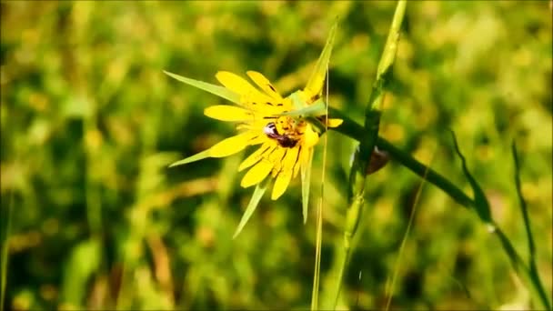 Abeja silvestre recogiendo polen de una flor amarilla — Vídeos de Stock