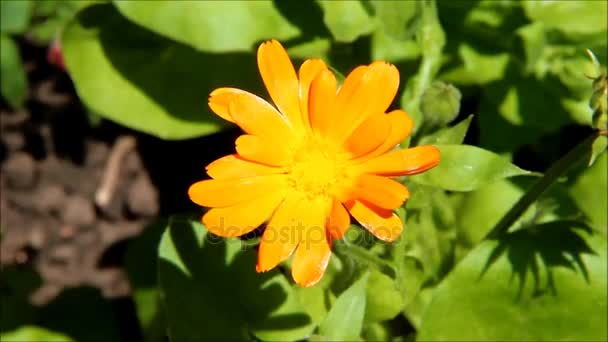 A calendula flower swaying in the sunshine — Stock Video