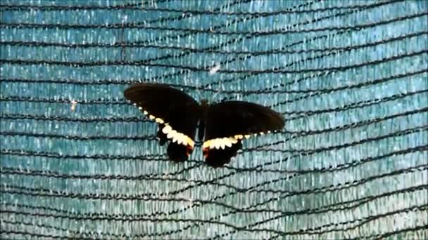 Una farfalla nera che cade da una rete — Video Stock