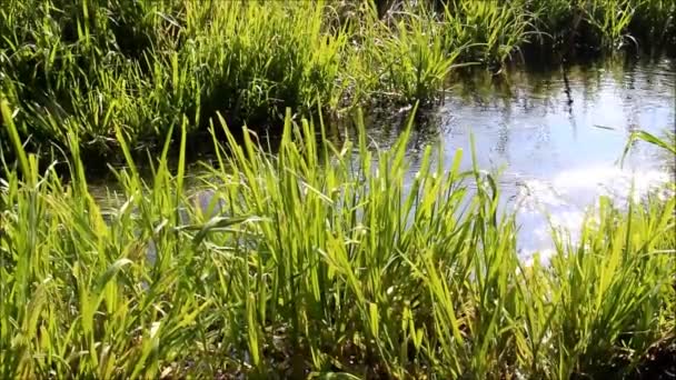 En ström med fläckar av solljus som flödar genom höga gras — Stockvideo