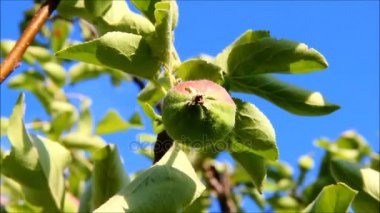 Apple üzerinde mavi gökyüzüne karşı bir şube büyüyor