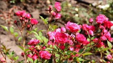 Bir flowerbed sallanan minyatür gül pembe