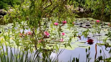 Salix sepulcralis Erythroflexuosa veya bükülmüş Willow bir gölet pembe nilüferler ile yukarıda