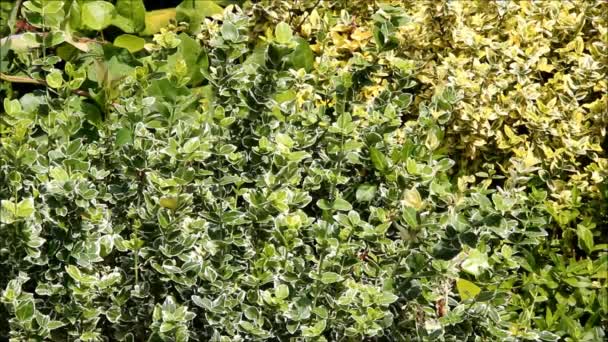 En närbild av en dekorativ Berberis buske — Stockvideo