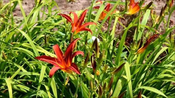 Ein roter magischer Taglilienstrauch in einem Blumenbeet — Stockvideo