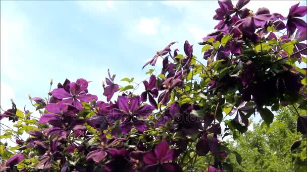 Flores clematis púrpuras oscuras con un fondo de cielo y árboles — Vídeos de Stock