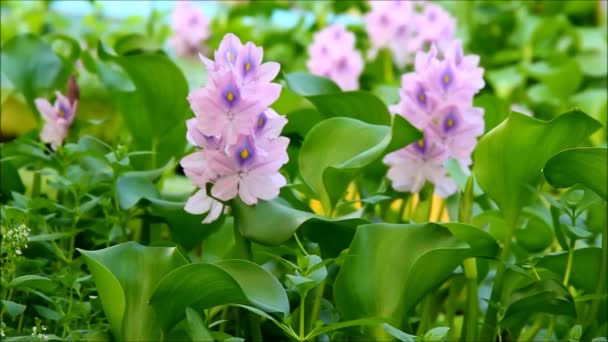 Eichhornia crassipes, waterhyacint bloemen — Stockvideo