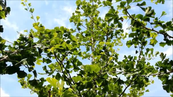 Ginkgo biloba med blå himmel bakgrund — Stockvideo