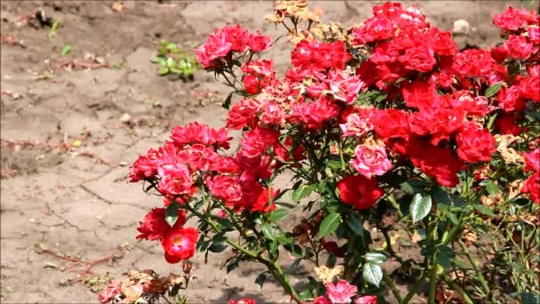 Rosas en miniatura en flor con un fondo de tierra seca — Vídeos de Stock