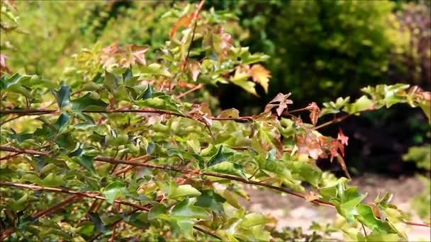 Die Zweige eines dekorativen Viburnum opulus im Garten — Stockvideo