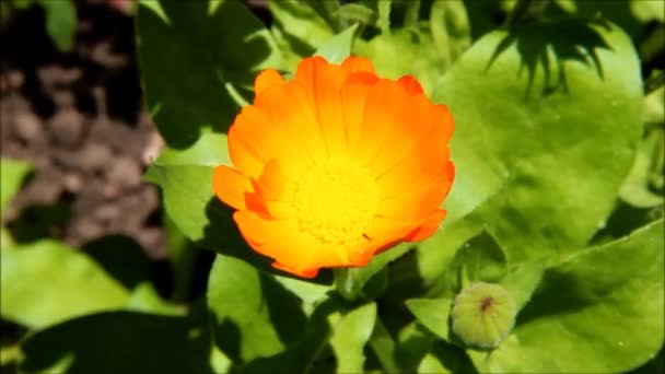 A calendula in the sunlight — Stock Video
