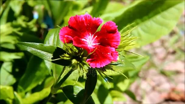 Une grandiflore rose vif godetia avec toile d'araignée oscillant au soleil — Video