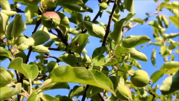 Äpplen som växer på en gren mot den blå himlen — Stockvideo