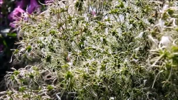 Ein flauschiger weißer und grüner Strauch nach der Blüte — Stockvideo