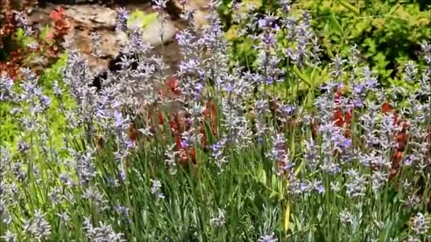 Une abeille recueillant le nectar d'un buisson Camassia 