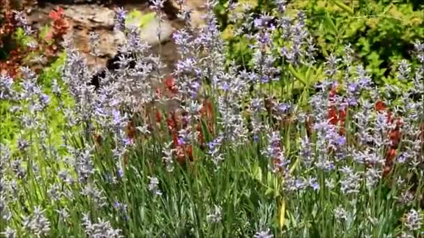 Una abeja recogiendo néctar de un arbusto de Camassia — Vídeos de Stock