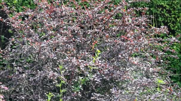 A decorative barberry bush on a summer sunny day — Stock Video