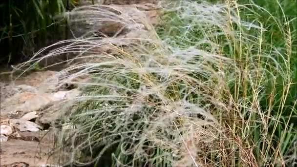 Um arbusto fofo da stipa, grama de penas, grama de agulha ou grama de lança balançando ao vento — Vídeo de Stock