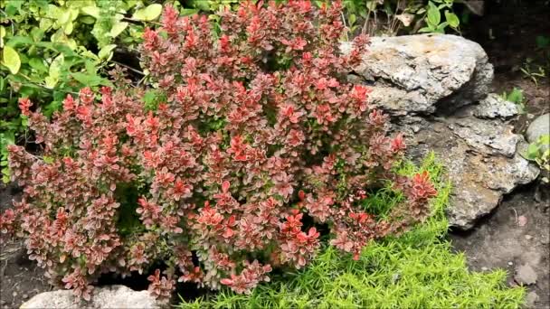 Un pequeño arbusto Berberis japonica junto a una piedra en el jardín — Vídeo de stock