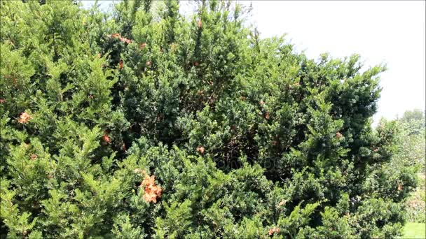 Baccata Taxus, yew Inggris atau yew Eropa — Stok Video