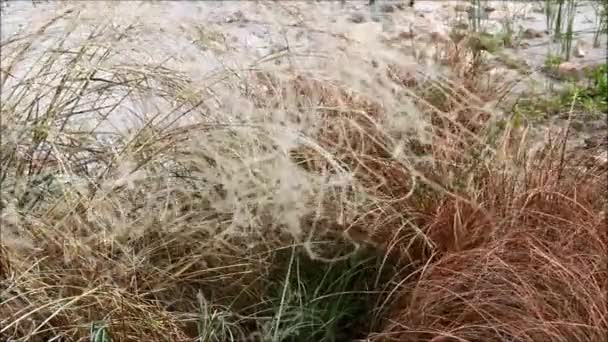 Stipa, känd som fjäder gräs, nål gräs och spjut gräs — Stockvideo