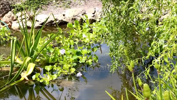 Salgueiro inclinado sobre uma lagoa com lírios de água — Vídeo de Stock