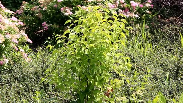 Un pequeño arbusto rodeado de zarzamora y espirea — Vídeos de Stock