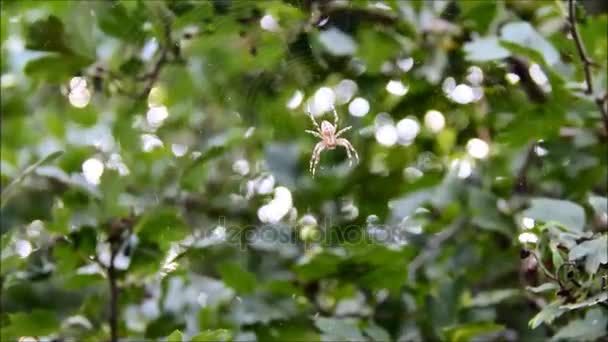 Una pequeña araña en una tela entre hojas — Vídeo de stock