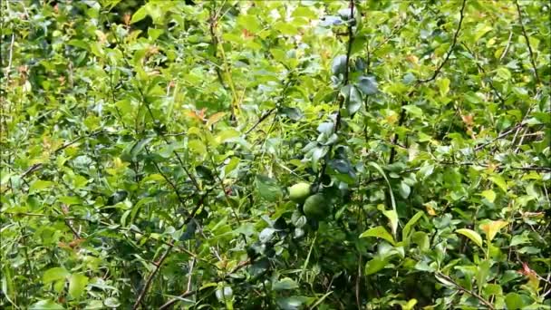 Chaenomeles japonica med gröna frukter — Stockvideo