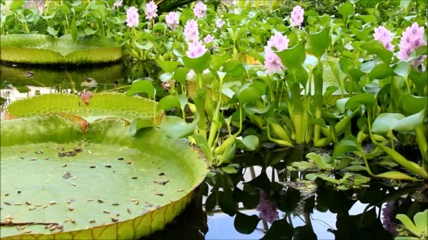 Eichhornia crassipes ou jacintos de água e folhas de Victoria amazonica na água — Vídeo de Stock