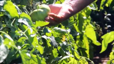 Bir erkek çiftçi bir Bush yeşil domates teftiş