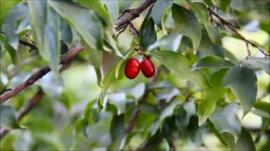 Cornus mas, kızılcık kiraz, Avrupa cornel veya dal kızılcık kızılcık kiraz meyve