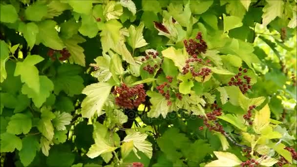 Physocarpus opulifolius, ninebark ή Ατλαντικού ninebark με φρούτα, κοντινό πλάνο — Αρχείο Βίντεο